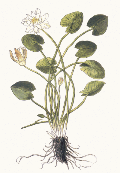 Nimphaea alba L.  ,  real-aroma.ru