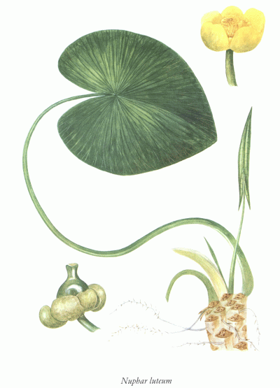   Nuphar luteum.,  real-aroma.ru