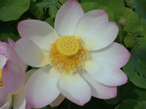 Цветок лотоса. Фото Федотова С. В., сайт real-aroma.ru