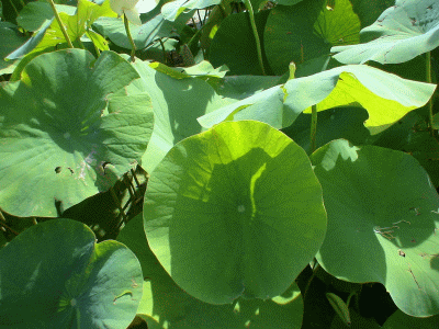 Воздушный лист лотоса. Фото Федотова С. В., сайт real-aroma.ru