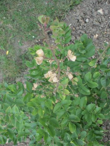  Dictamnus albus L.   ., real-aroma.ru